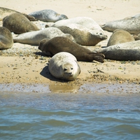 Blakeney Point