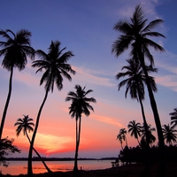 tropical