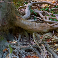 root system