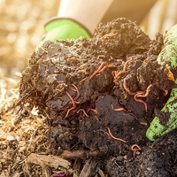 decomposer