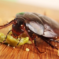cockroach