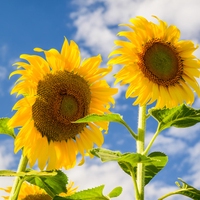 sunflower
