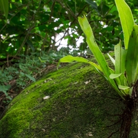 biological