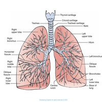 bronchus