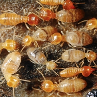 termite