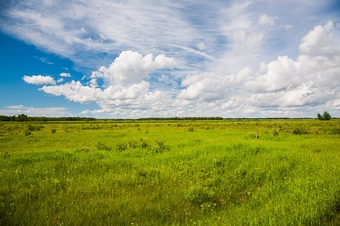 grassland