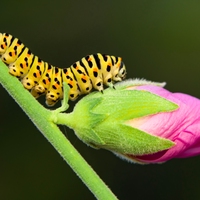 caterpillar