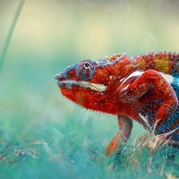 genus