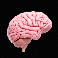 brain