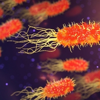 unicellular organism