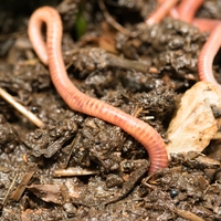 decomposer