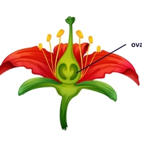 ovary