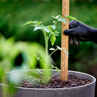 dependent variable