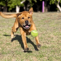 fetch