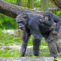 chimpanzee