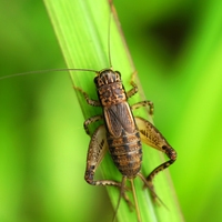 insect
