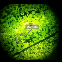 stomata