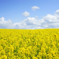 pollen