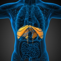 diaphragm