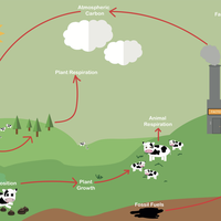 carbon cycle