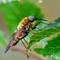 horsefly