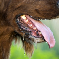 saliva