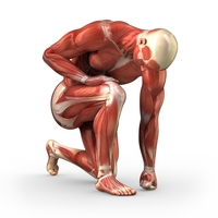 muscular system