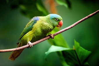 ornithology