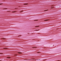 tissue