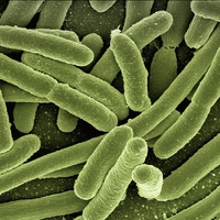 microorganism