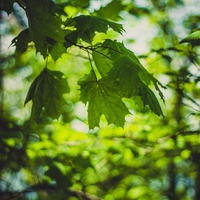 temperate