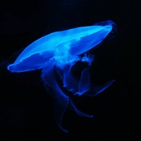 深海