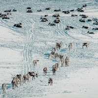 tundra