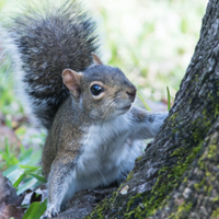 grey squirrel