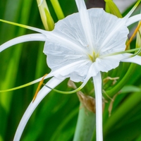 花柱