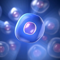 nucleus