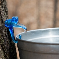 sap