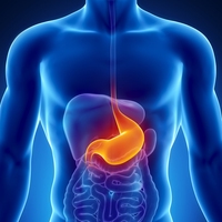 stomach