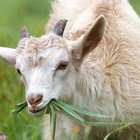 goat