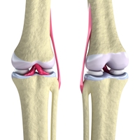cartilage