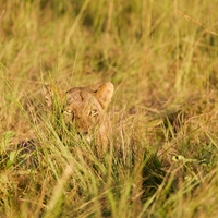camouflage