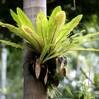 epiphyte