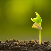 fertilisation