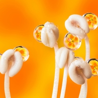 stamen