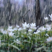 雨