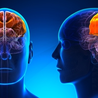 parietal lobe