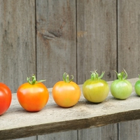 ripen