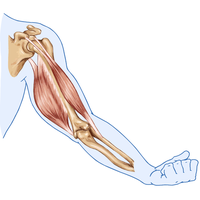 muscle relaxation