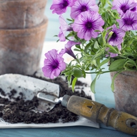 trowel
