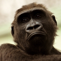 endangered